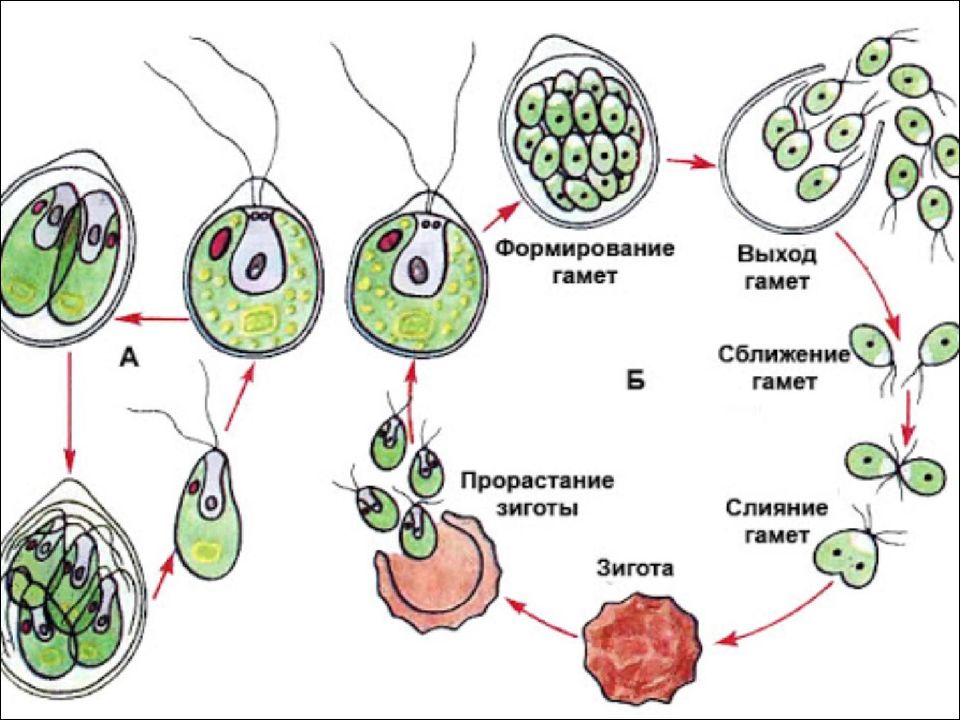 Половое размножение водорослей схема