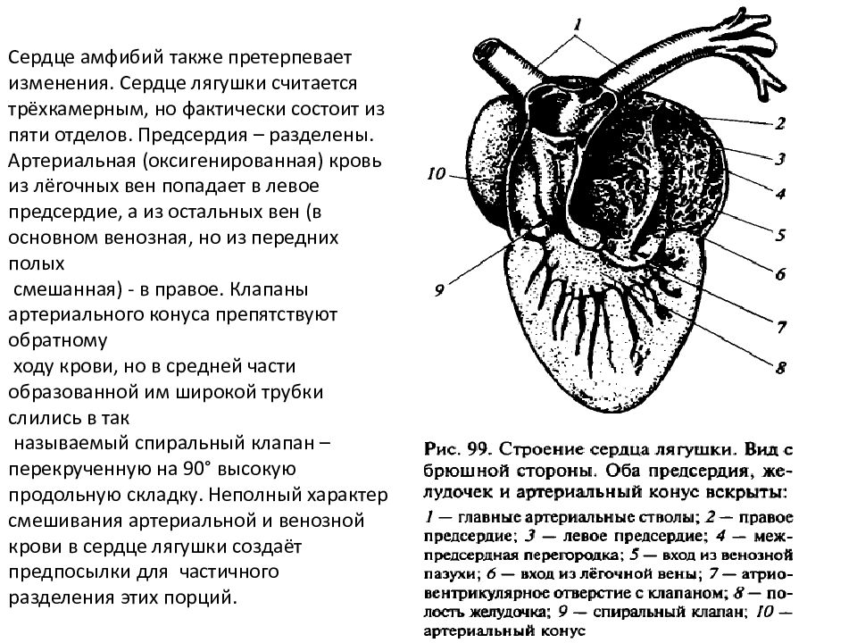 Характеристика сердца земноводных. Строение сердца земноводных. Строение сердца амфибий. Строение сердца лягушки. Схема строения сердца земноводных.