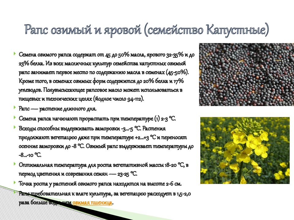 Рапс озимый и яровой (семейство Капустные)