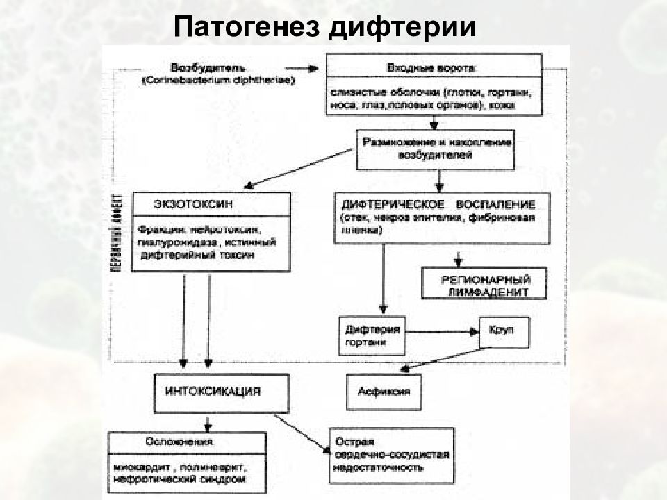 Патогенез дифтерии схема