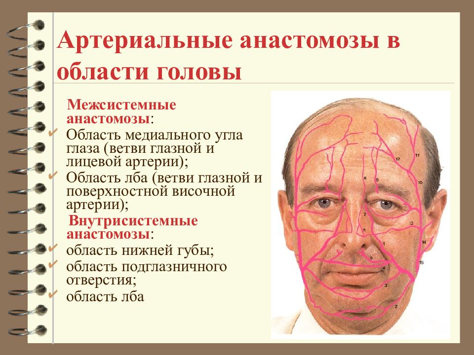 Сосуды на лбу. Артериальные анастомозы головы и шеи. Анастомозы артерий головы.