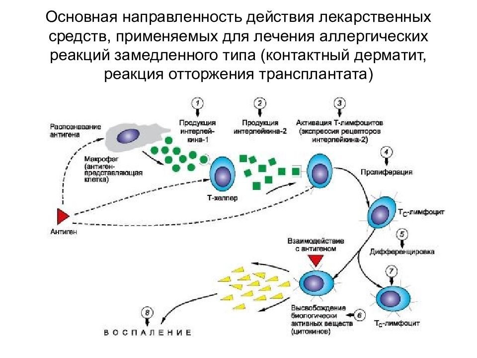 Аллергические реакции замедленного типа. Схема аллергической реакции 4 типа. Гибель клеток зараженных вирусом результат.