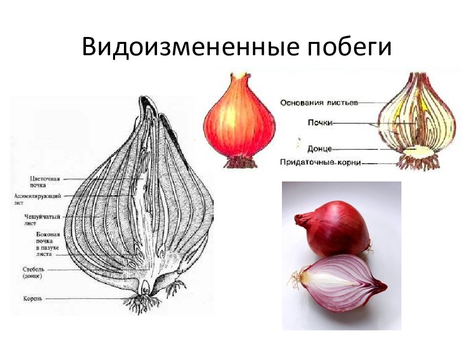 Видоизмененные органы растений