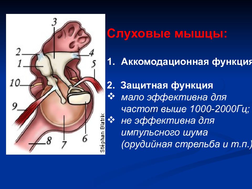 Методы исследования слухового анализатора презентация