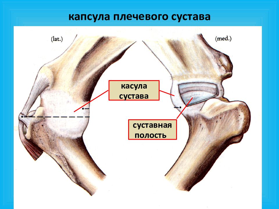 Суставная капсула. Суставная капсула плечевого сустава. Капсула и связки плечевого сустава. Капсула плечевого сустава анатомия. Плечевой сустав капсула сустава.