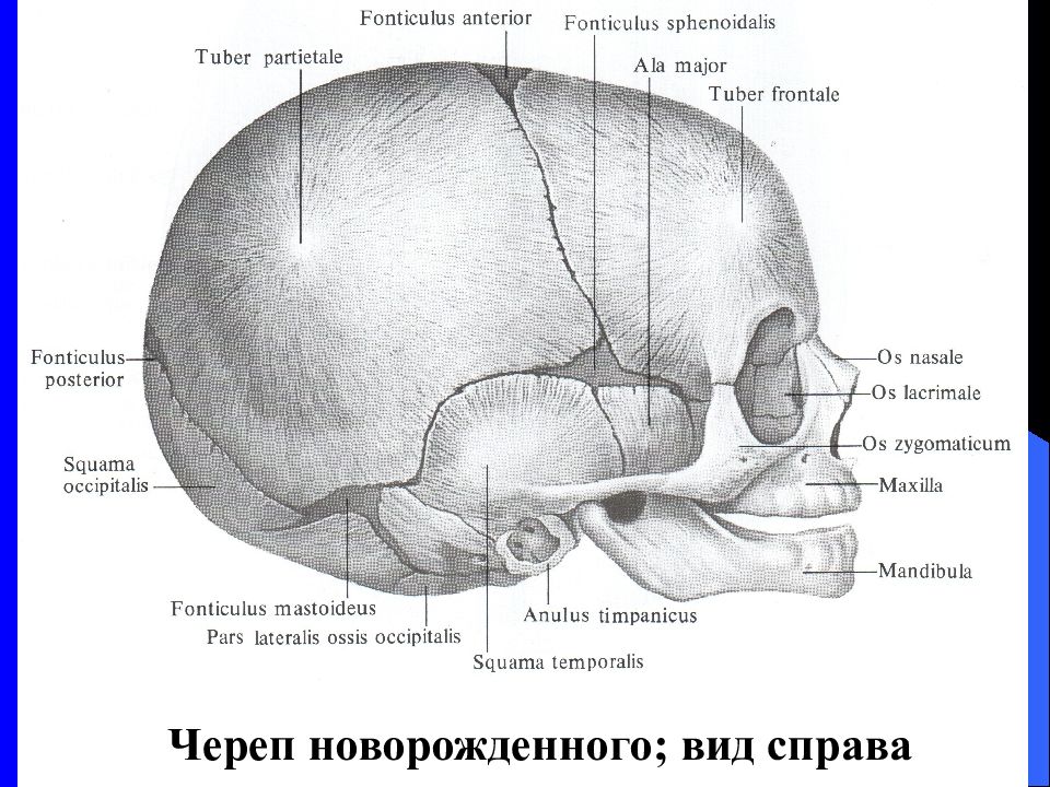 Кости родничков