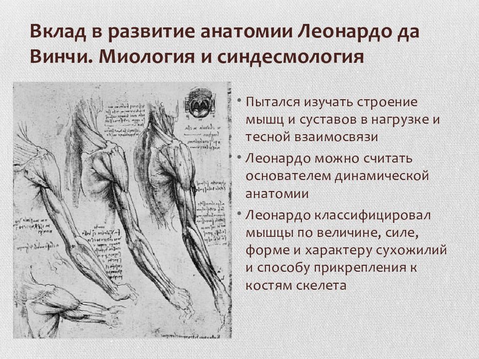 Суть анатомии. Леонардо да Винчи вклад в анатомию. Вклад Леонардо да Винчи в медицину и анатомию. Анатомические исследования Леонардо да Винчи. Заслуги Леонардо да Винчи в медицине.