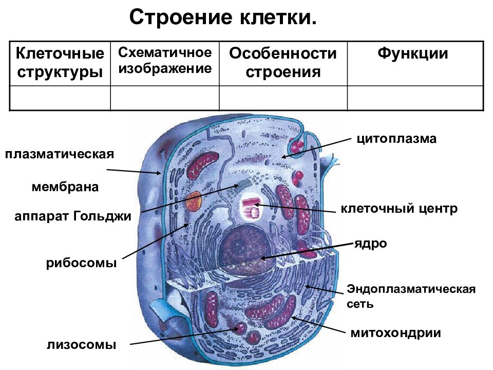 Клеточное строение организма 8 класс биология презентация