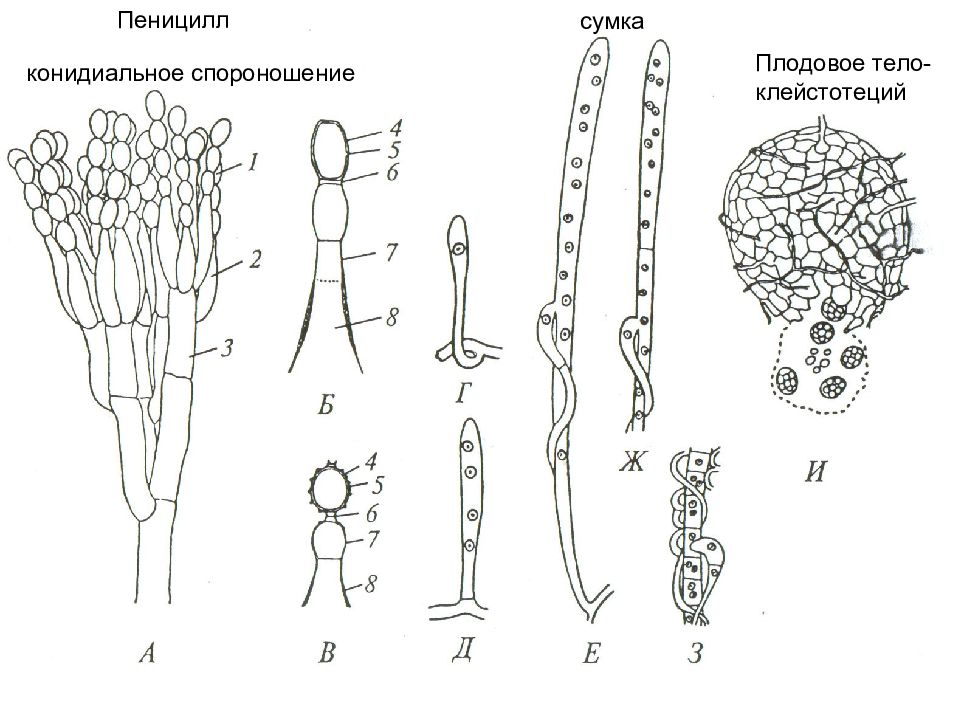 Эволюция грибов схема