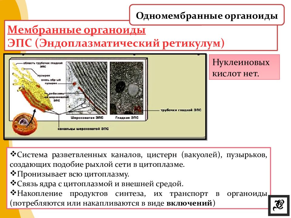 Изображенный на рисунке органоид образуется из мембран эпс мембраны этого органоида способны