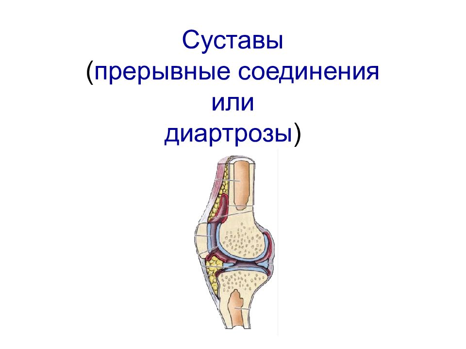 Подвижное соединение суставов. Прерывные соединения - диартрозы. Строение сустава. Прерывные соединения суставы. Диартрозы строение сустава.
