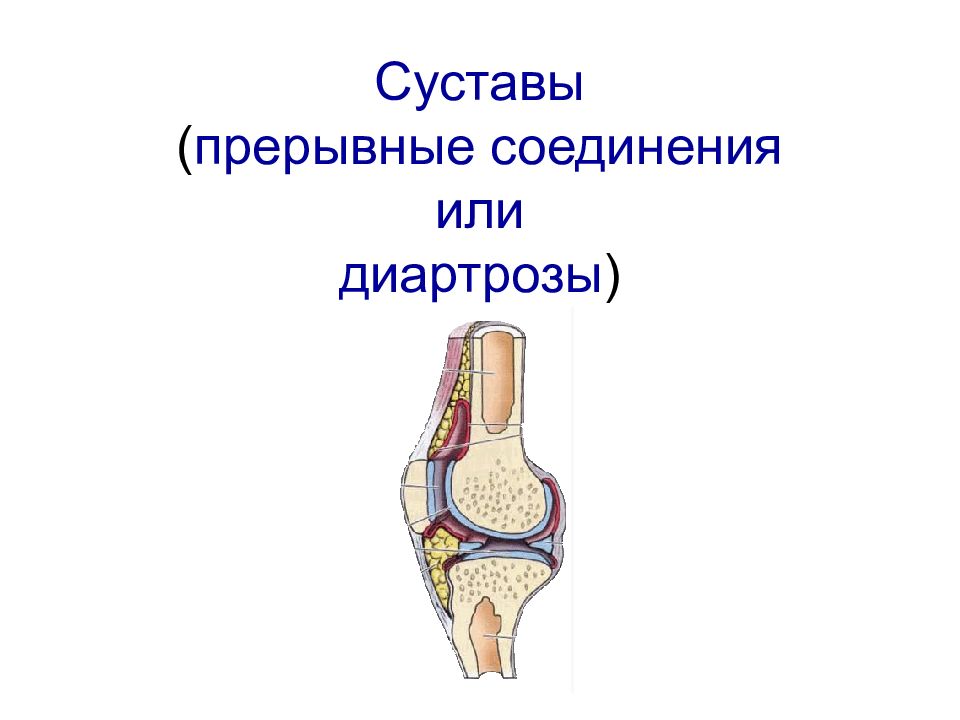 Соединение суставов. Прерывные соединения костей суставы. Прерывные соединения - диартрозы. Соединения костей диартрозы. Диартрозы строение сустава.