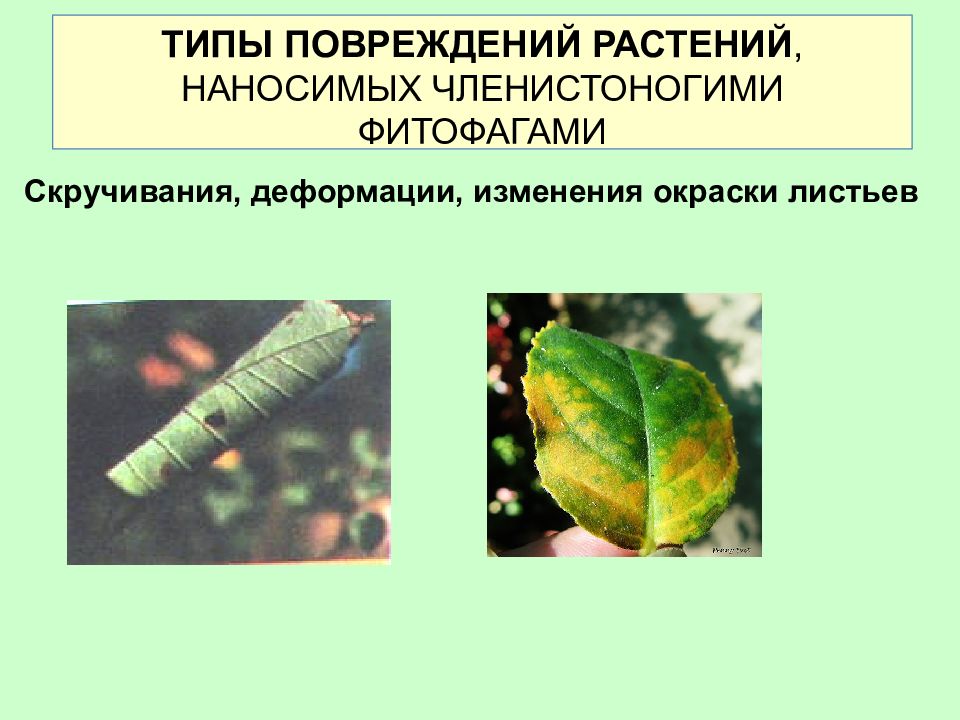 Вредители растений примеры