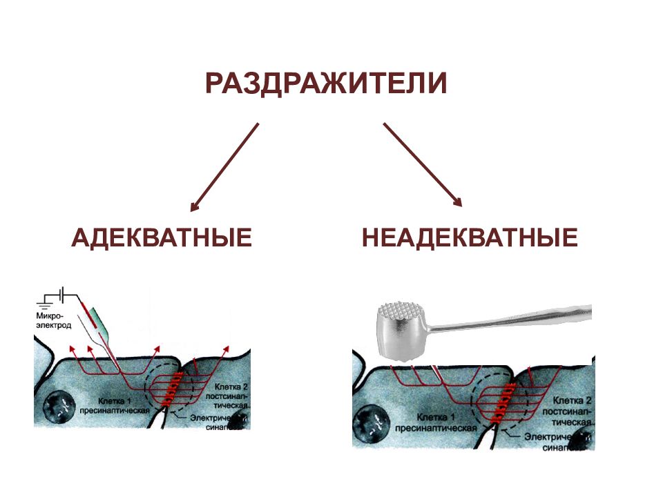 Раздражитель это. Неадекватные раздражители. Адекватные и неадекватные раздражители рецепторов. Примеры адекватных и неадекватных раздражителей. Неадекватные раздражители примеры.