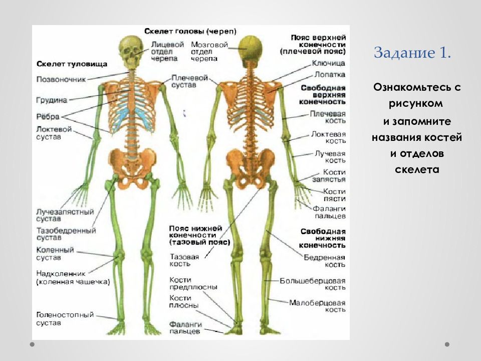 Скелет человека с названием костей 4 класс