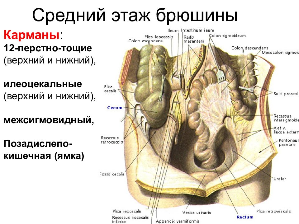 Стенки ямок. Средний этаж брюшной полости топографическая анатомия. Карманы среднего этажа брюшины. Карманы брюшины топографическая анатомия. Средний этаж брюшины анатомия.