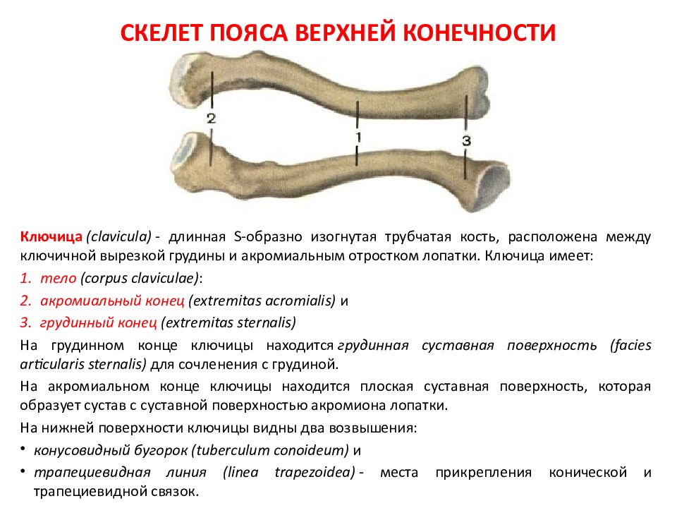 В поясе передних конечностей ключицы отсутствуют у