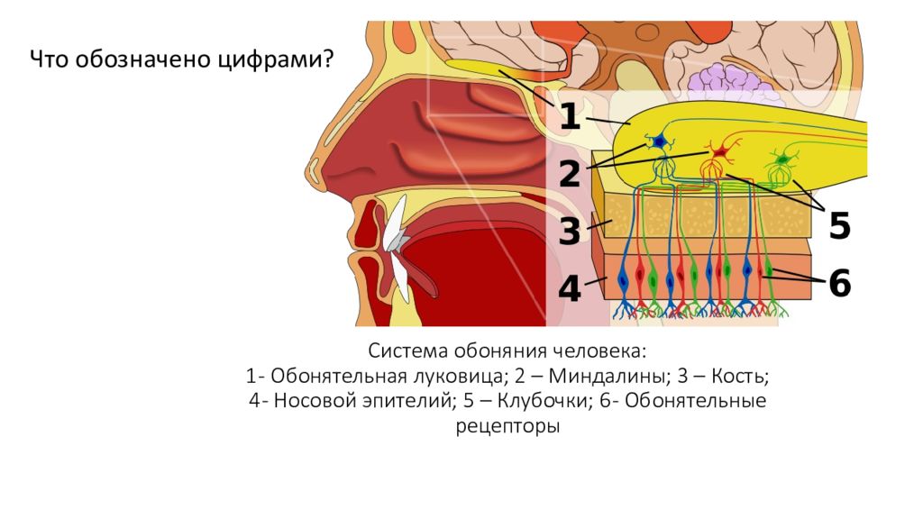 Презентация на тему обонятельный анализатор