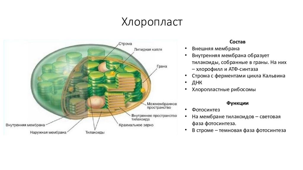 Хлоропласты биосинтез