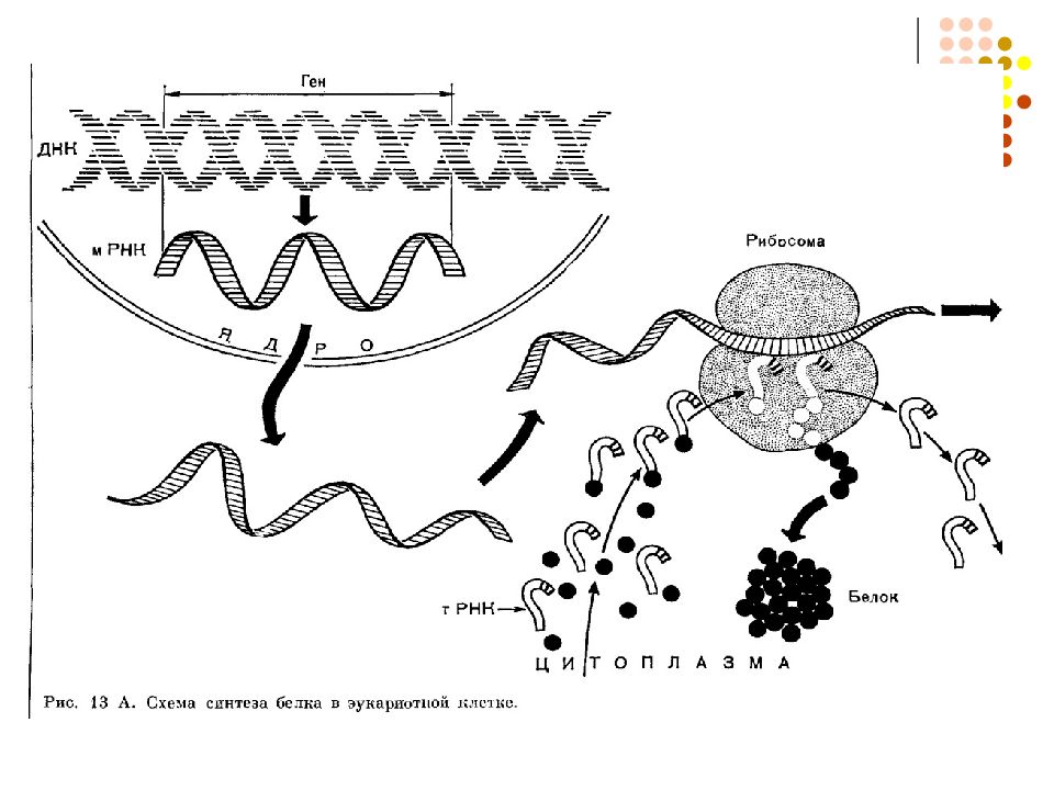 Схема синтеза белка в клетке