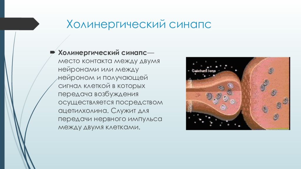 Строение нейрона и синапса. Передача нервного импульса между нейронами. Строение нейрона. Строение нервного синапса. Строение химического синапса.