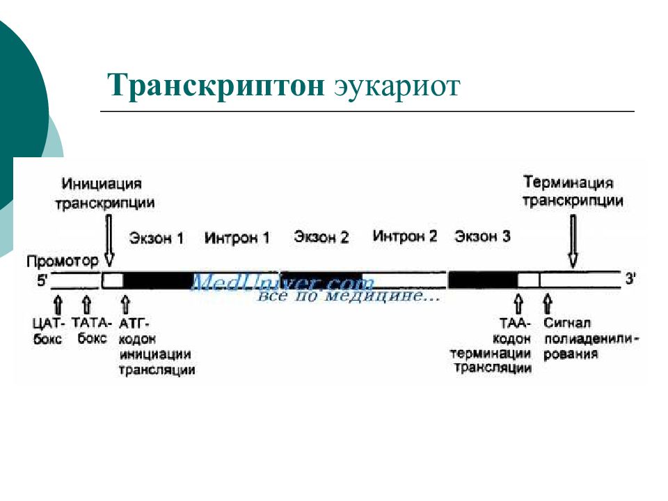 Гены эукариот содержат