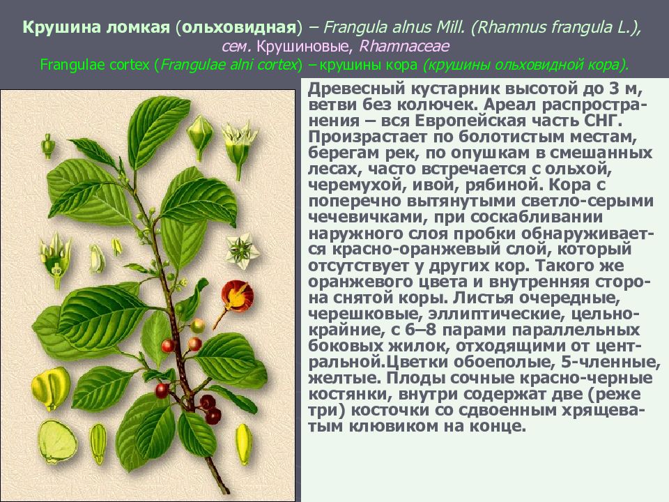 Ольховидная крушина фото и описание