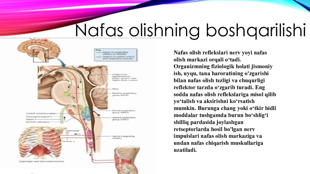 nafas olishning boshqarilishi. Nafas olish organlari kasalliklari nafas olishning boshqarilishi. Nafas olish organlari kasalliklari