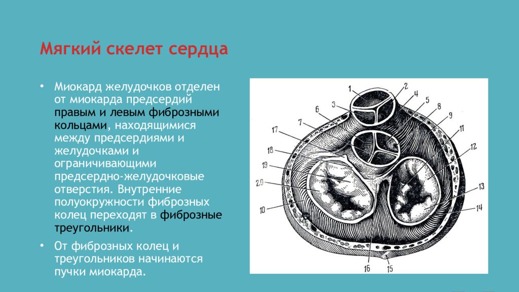 Скелет сердца. Фиброзный скелет и клапаны сердца. Фиброзный скелет сердца. Фиброзный мягкий скелет сердца.