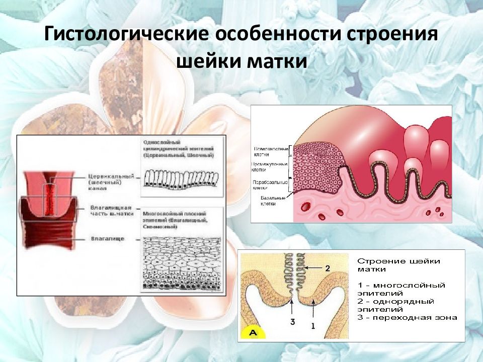 Строение шейки матки в картинках