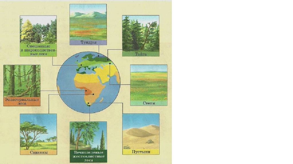 Растительный и животный мир земли 7 класс