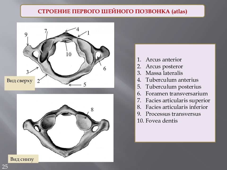 Первые шейные позвонки