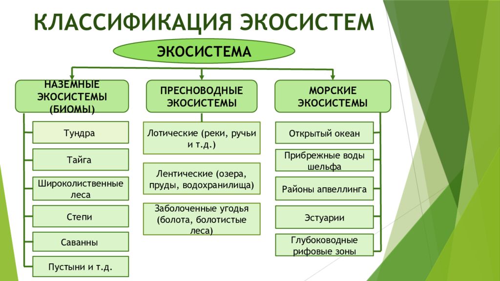 Какие существуют общие. Классификация экосистем схема. Классификация природных экосистем. Основные типы экосистем. Классификация экологических систем.