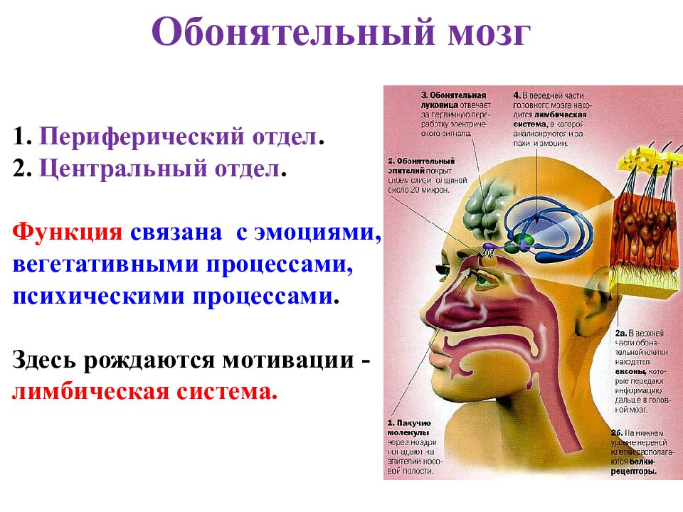 Обонятельный мозг презентация