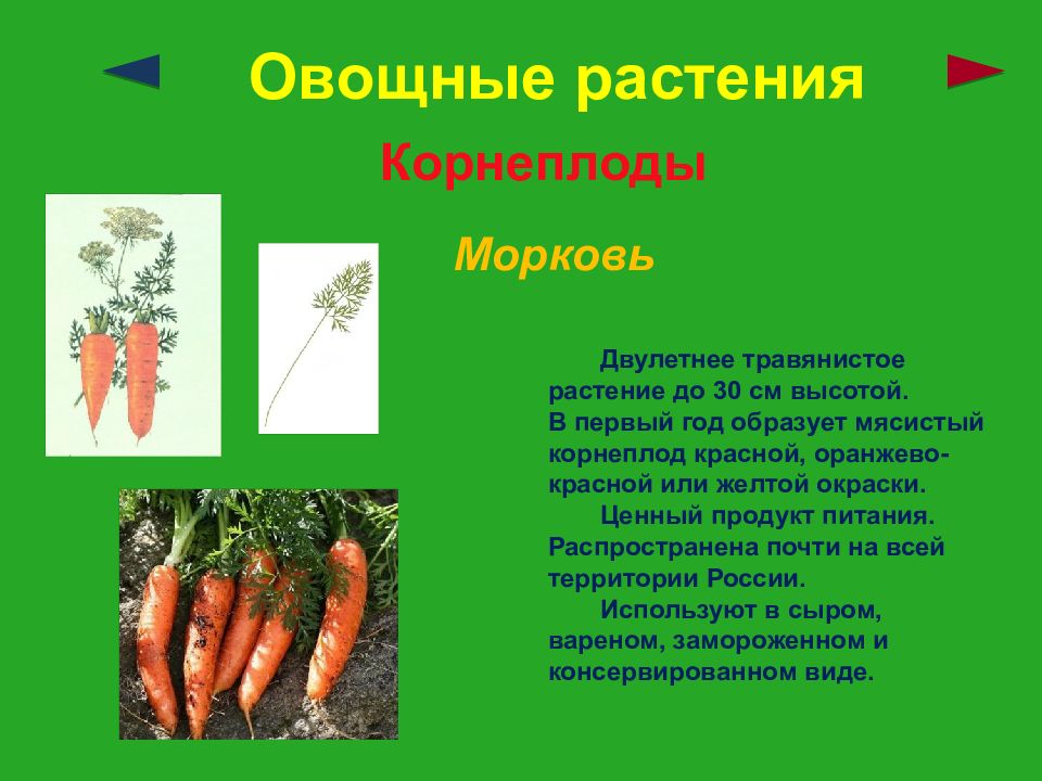 Проект про растения культурные