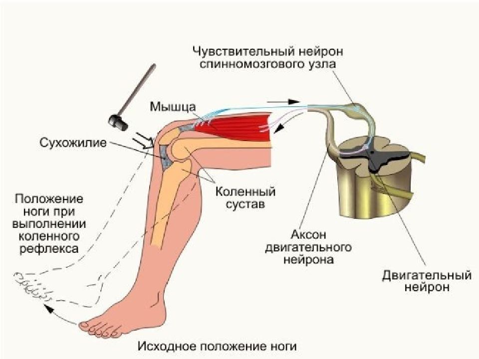 Работа коленного рефлекса. Схема рефлекторной дуги коленного рефлекса. Рефлекторной дуги коленного рефлекса человека. Дуга коленного рефлекса схема. Рефлекторная дуга коленного сустава.