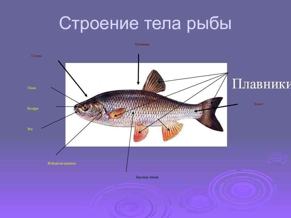 Части рыбы схема для детей