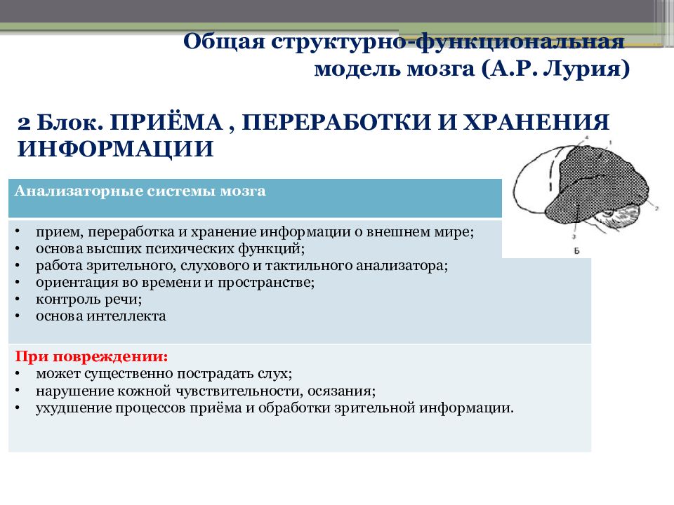 Функциональные блоки лурия. Структурно-функциональная модель мозга а.р Лурия. Блок приема переработки и хранения информации Лурия. Второй блок мозга по Лурия. 2 Блок приема переработки и хранения информации.