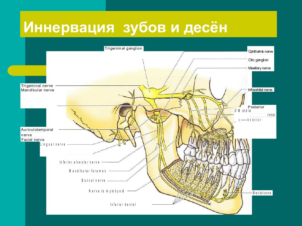 Нерв в нижней челюсти схема