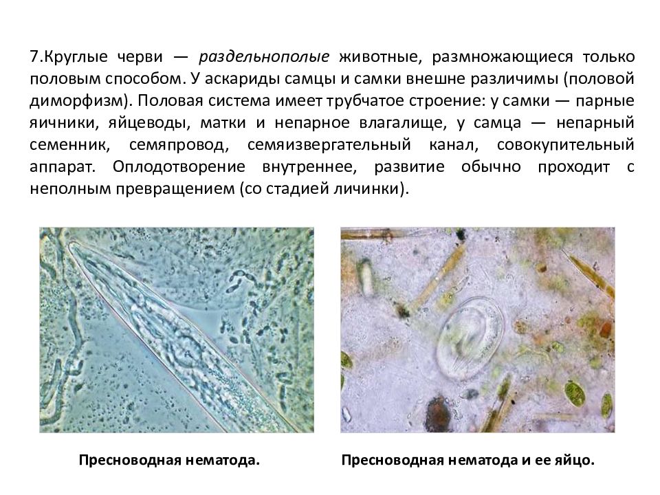 Круглые черви размножение. Круглые черви раздельнополые животные. Круглые черви половой диморфизм. Круглые черви (аскариды) раздельнополые.. Половой диморфизм аскариды.