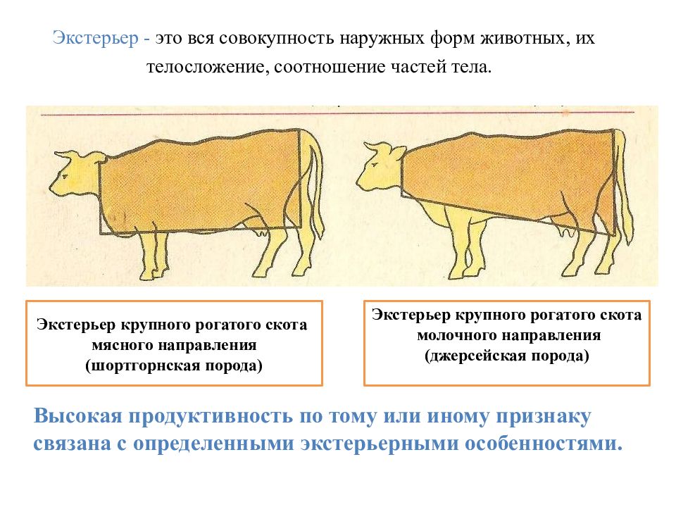 Экстерьер КРС молочного направления. Селекция по экстерьеру. Оценка экстерьера коров. Экстерьер и Конституция крупного рогатого скота.