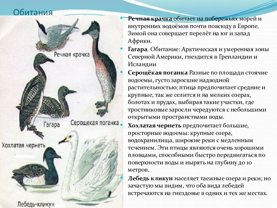 Водоплавающая птица тезка приема в боксе. Водоплавающие птицы Архангельской области.