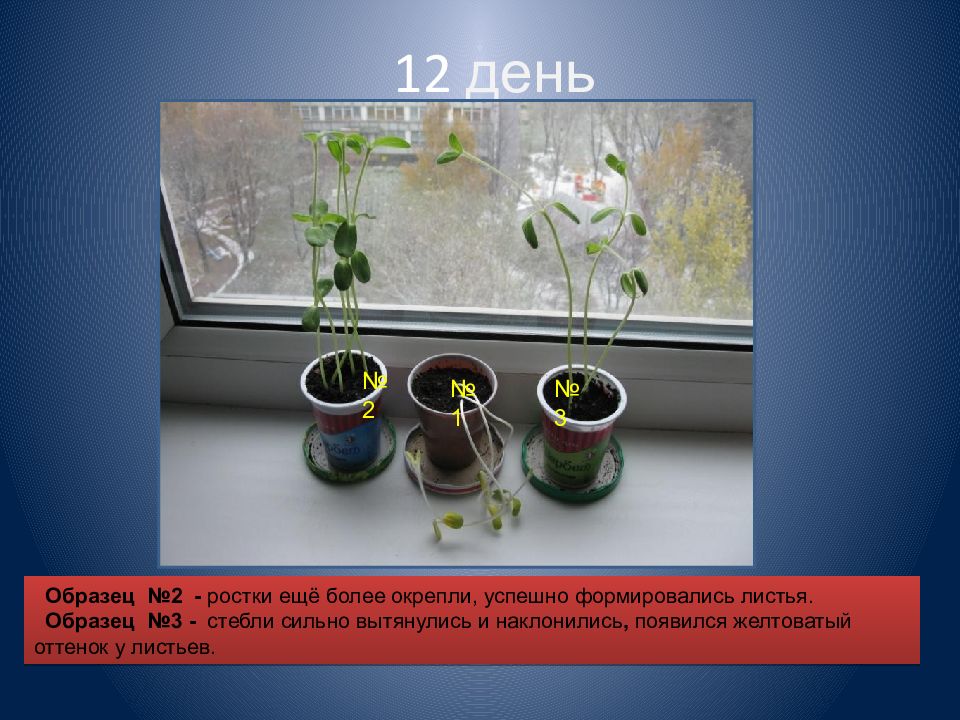 Опыты над растениями. Влияние света на рост растений. Опыт влияние света на рост растений. Влияние воды на рост растений. Эксперименты с растениями.