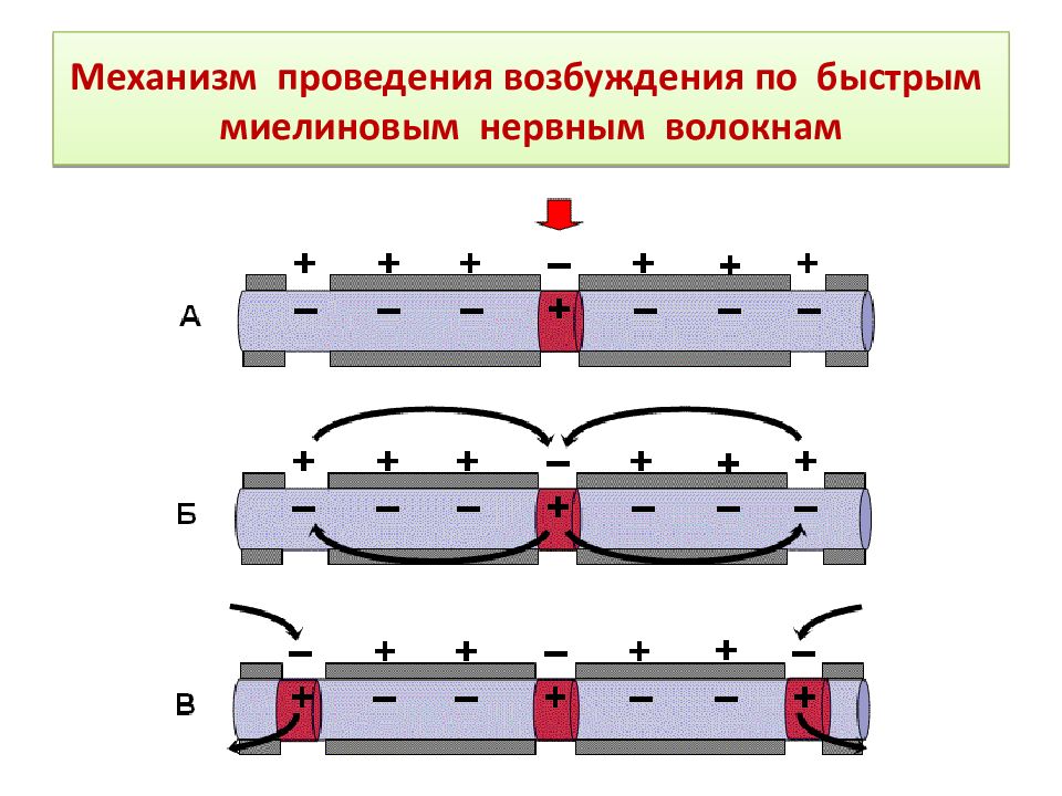 Механизм проведения. Механизм проведения возбуждения по нервным волокнам. Распространение возбуждения по миелиновым и безмиелиновым волокнам. Механизм проведения возбуждения по миелиновым волокнам. Проведение возбуждения по миелиновым нервным волокнам.