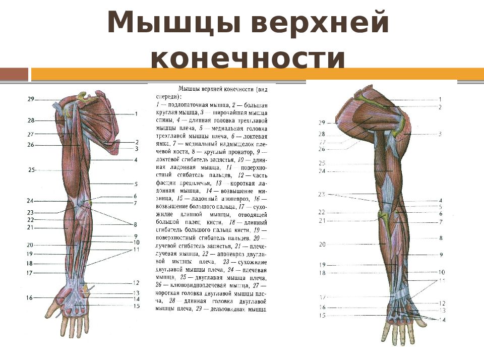 Рука человека название. Мышечное строение верхних конечностей. Поверхностные мышцы верхней конечности спереди. Мышцы верхней конечности правой вид сбоку.