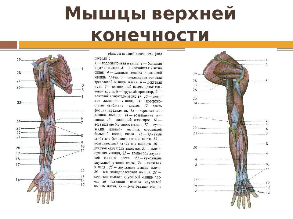 Строение руки человека. Мышцы верхней конечности анатомия строение. Поверхностные мышцы верхней конечности спереди. Мышцы верхней конечности сзади. Мышцы верхней конечности вид спереди.