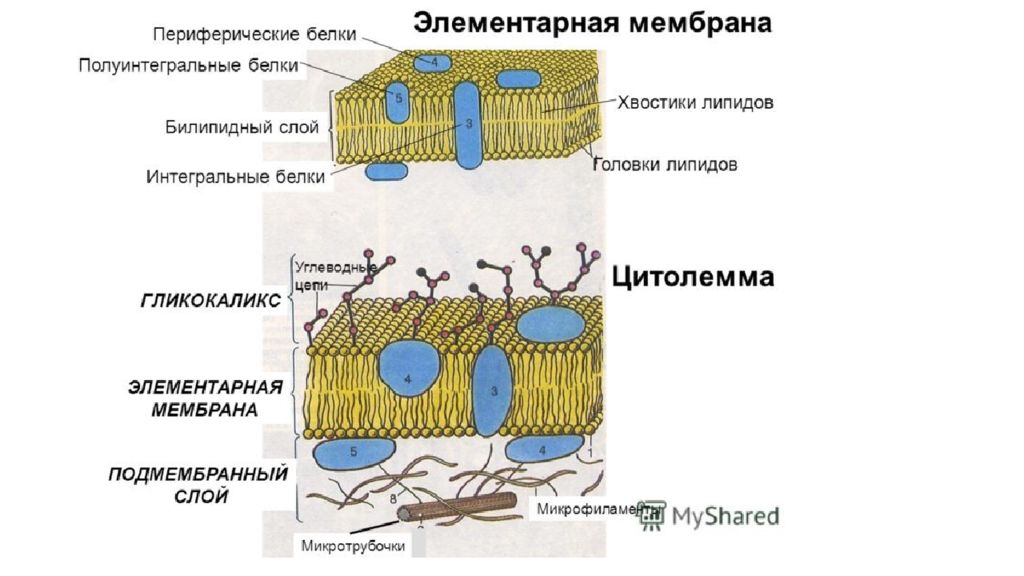 Слои белка. Плазматическая мембрана периферический белок. Мембрана клетки Интегральные белки. Строение элементарных клеточных мембран. Плазматическая мембрана Интегральные белки.
