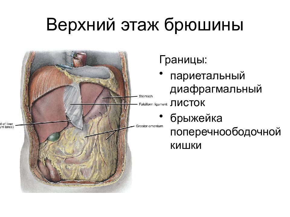 Границы верхнего этажа. Этажи полости брюшины анатомия. Верхний этаж полости брюшины. Границы верхнего этажа полости брюшины. Органы Нижнего этажа полости брюшины.