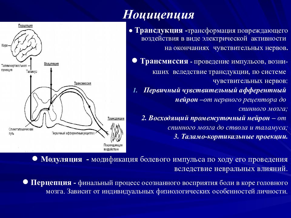 Путь боли. Патофизиология ноцицептивной боли. Механизм проведения боли. Пути проведения боли. Схема проведения боли.