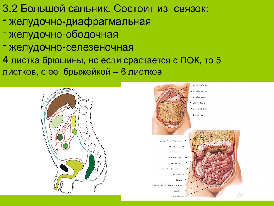 Малый сальник картинка